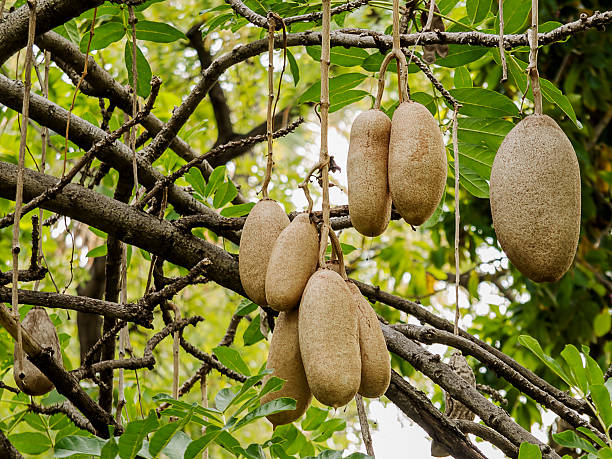 Kigelia Africana